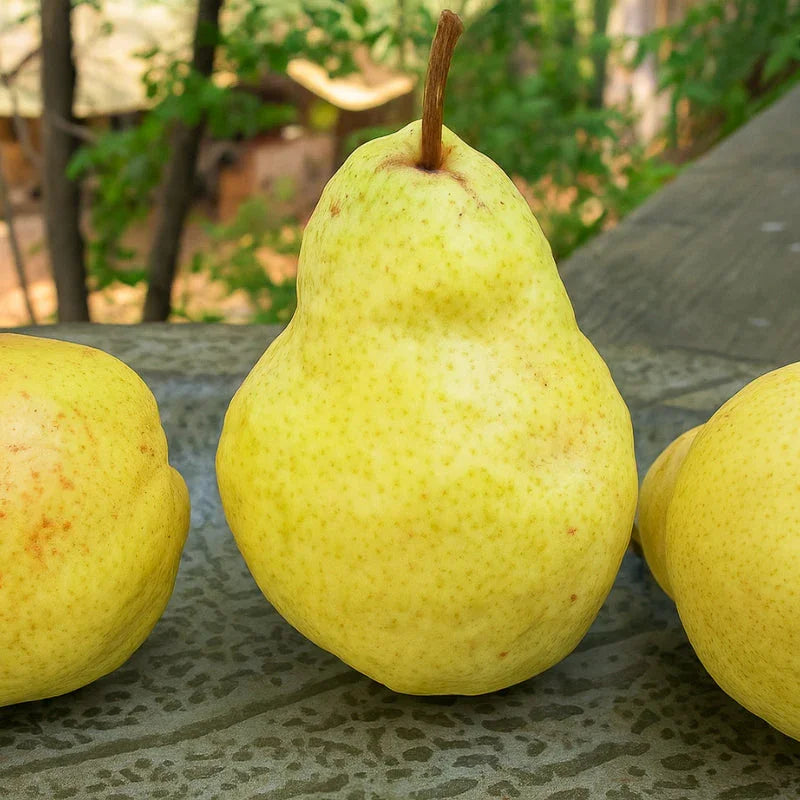 Motherlode Bartlett Pear
