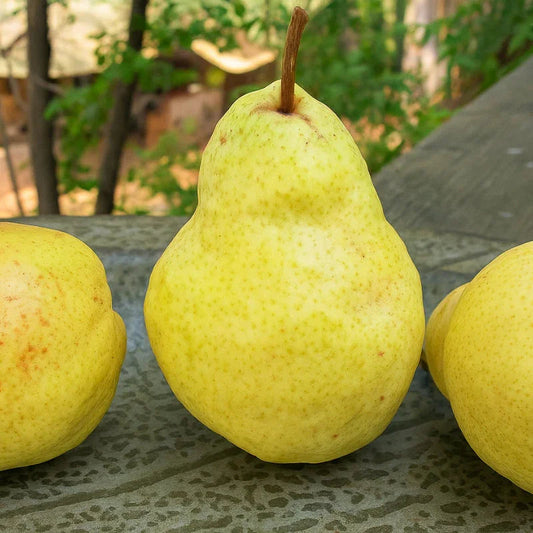 Motherlode Bartlett Pear