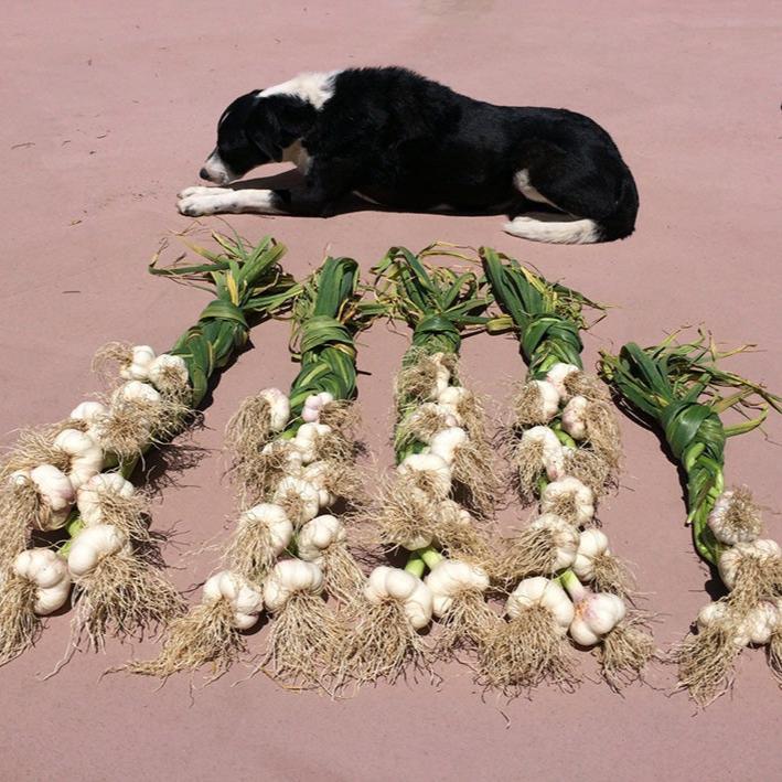 Conventional Music Garlic (Lb)