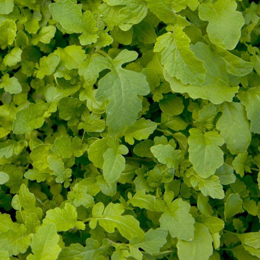 Peaceful Valley Mustard Mix Seed (lb)