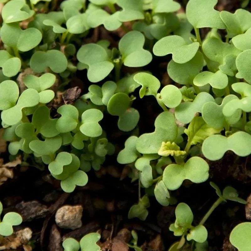 Mustard Seed (lb)