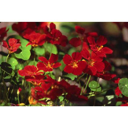 Copper Sunset Mounding Nasturtium Flower Seeds