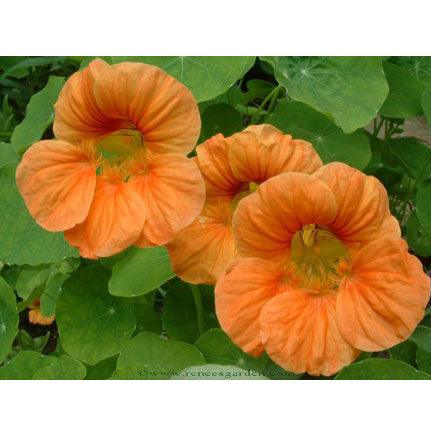 Creamsicle Hummingbird Nasturtium Flower Seeds