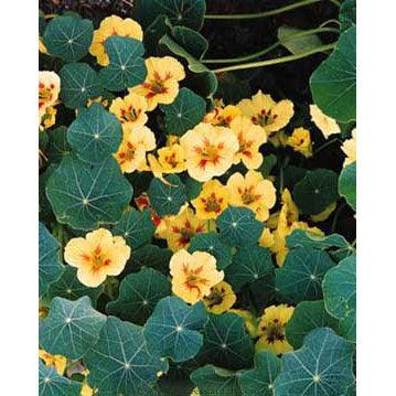 Vanilla Berry Hummingbird Nasturtium Flower Seeds