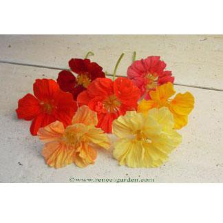 Whirlybird Rainbow Nasturtium Flower Seed Mix