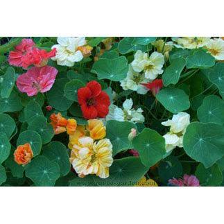 Whirlybird Rainbow Nasturtium Flower Seed Mix