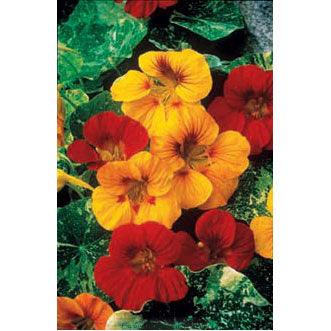 Alaska Nasturtium Flower Seed Mix