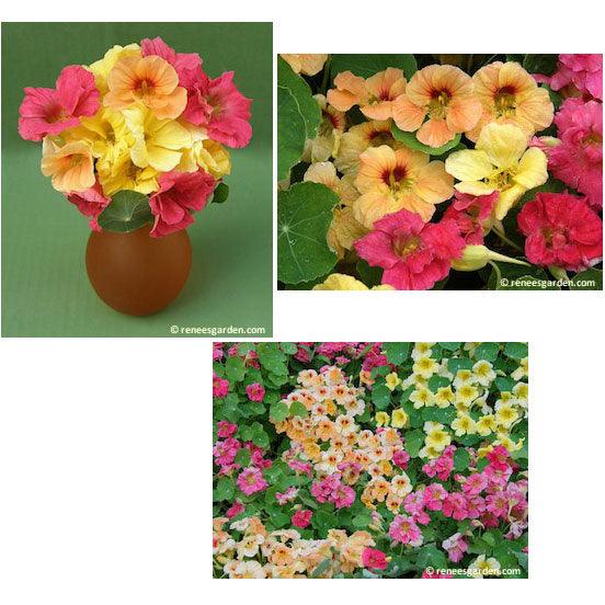 Aloha Hummingbird Nasturtium Flower Seed Mix