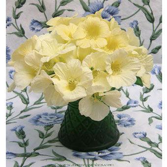 Buttercream Mounding Nasturtium Flower Seeds