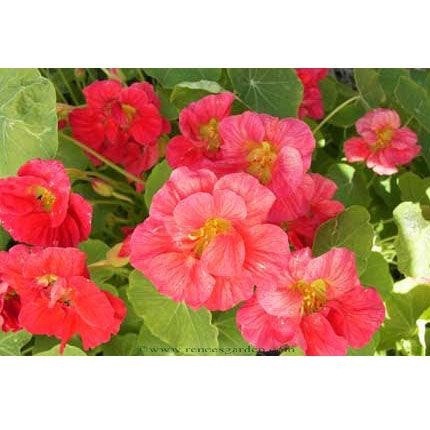 Cherries Jubilee Mounding Nasturtium Flower Seeds