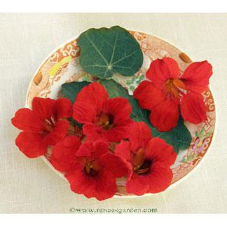 Empress Of India Antique Nasturtium Flower Seeds