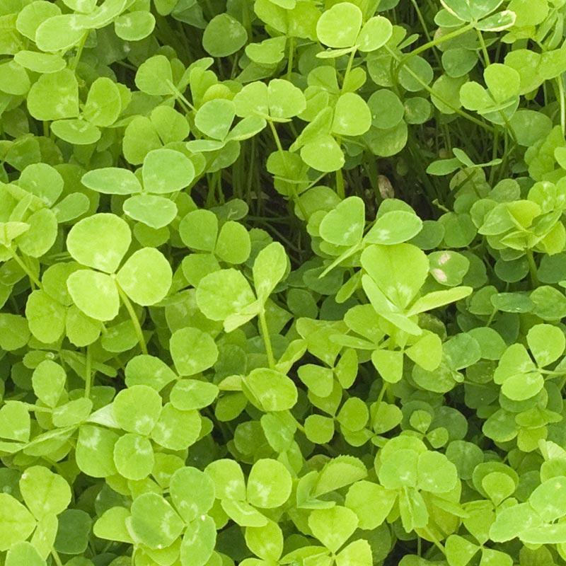 New Zealand White Clover - Nitrocoated Seed (lb)