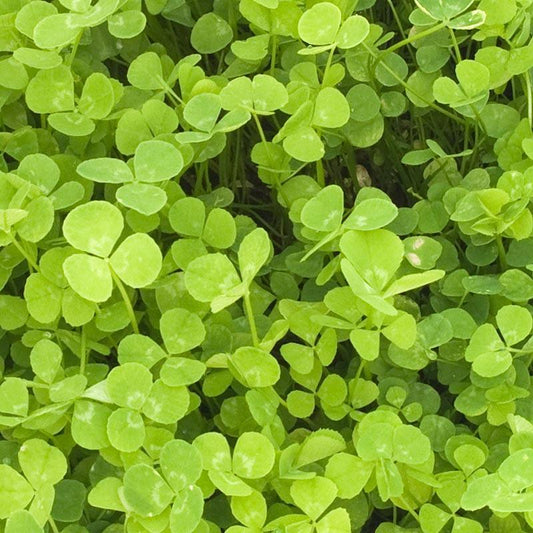New Zealand White Clover - Nitrocoated Seed (lb)