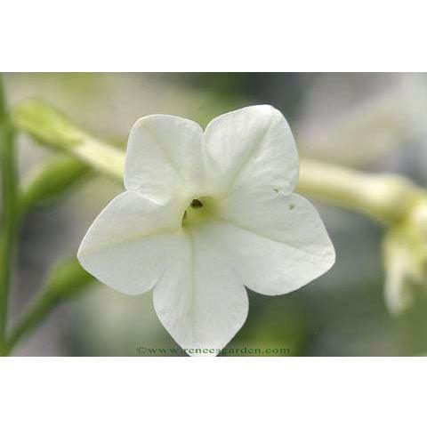 Jasmine Alata Scented Nicotiana Flower Seeds