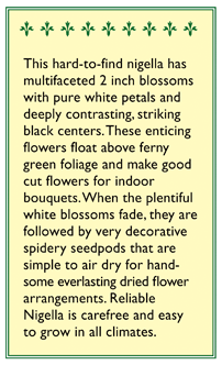 Bridal Veil White Nigella Flower Seeds