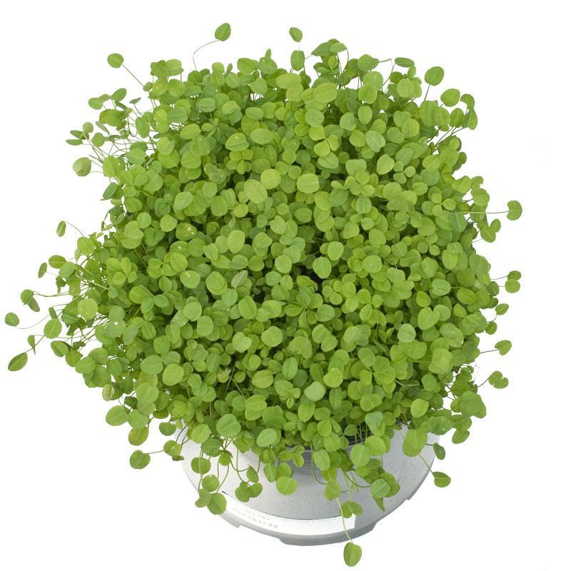 Persian Clover - Nitrocoated Seed (lb)