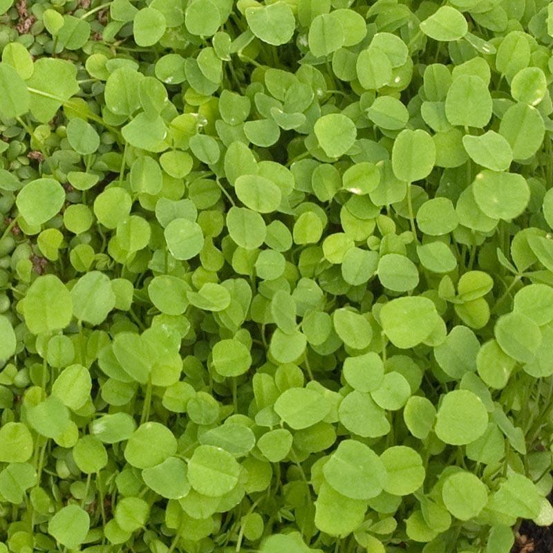 O'Conners Strawberry Clover - Nitrocoated Seed (lb)