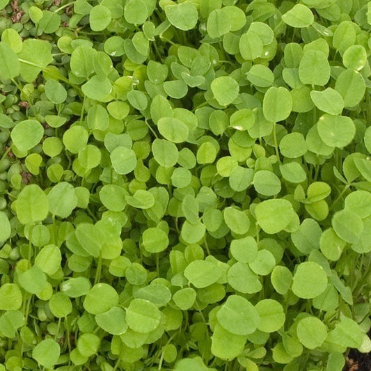 O'Conners Strawberry Clover - Nitrocoated Seed (lb)