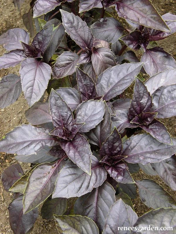 Purple Opal Basil (Organic)