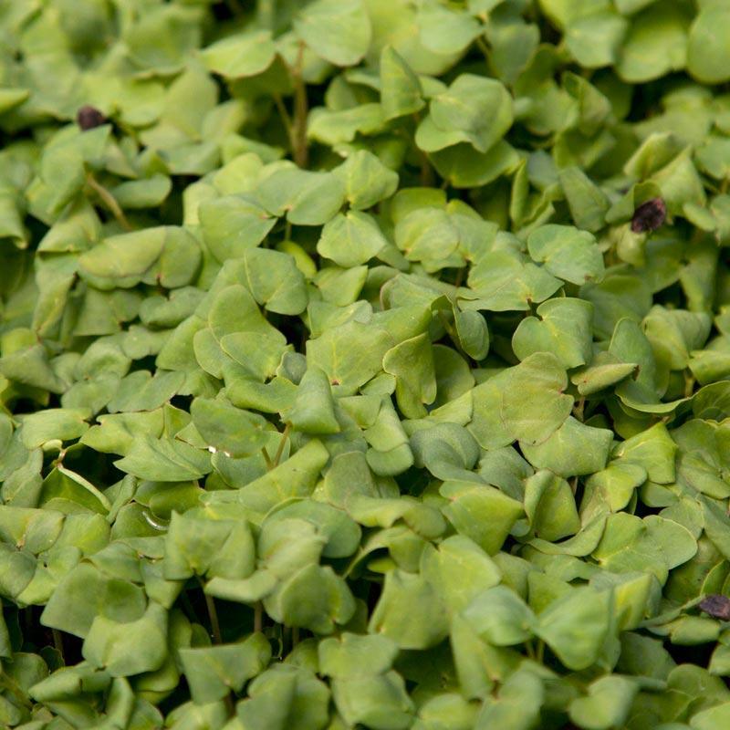 Organic Buckwheat Seed (lb)