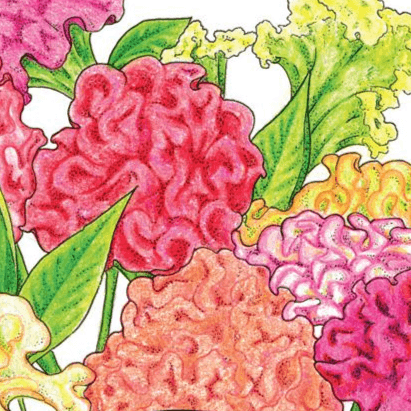 Organic Supercrest Celosia Mix (1 oz)