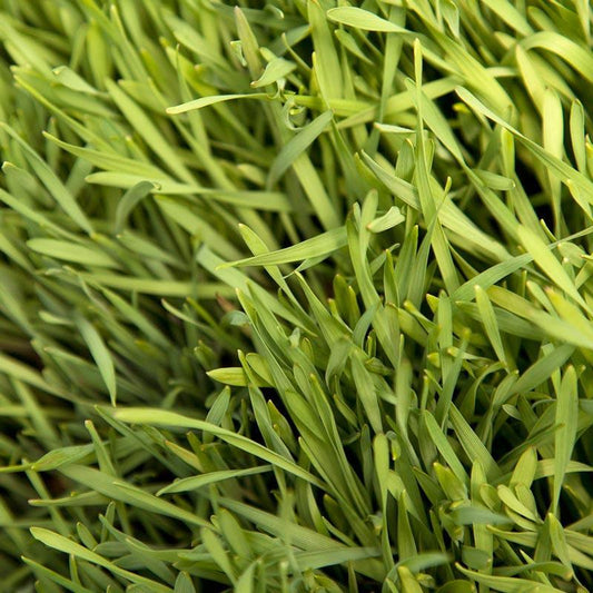Organic Cereal Rye Seed (Cold Hardy) (lb)