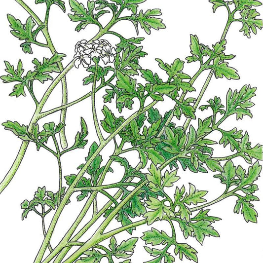 Organic Chervil, Fine Curled (1/4 lb)