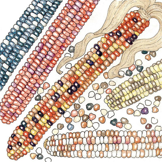 Organic Corn, Painted Mountain (1/2 lb)