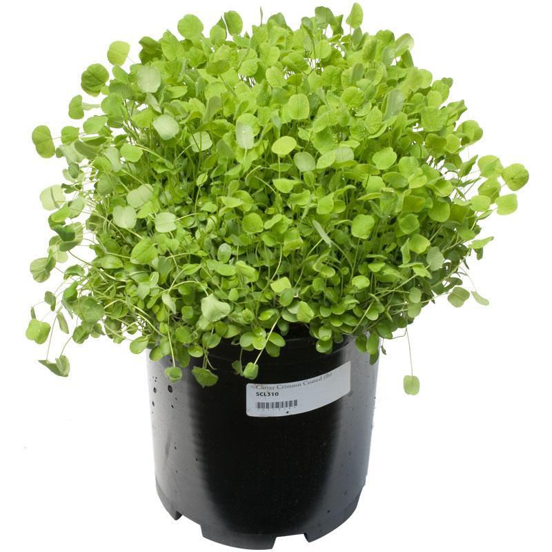 Organic Crimson Clover - Raw Seed (lb)