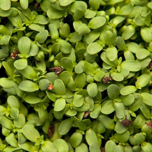 Organic Flax Seed (lb)