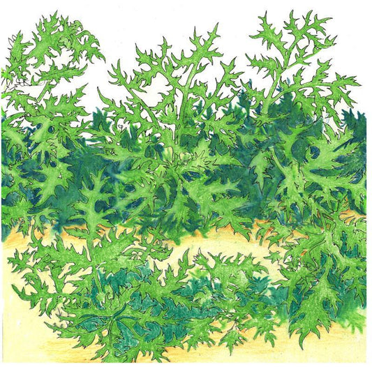 Organic Greens, Mustard Mizuna (1/4 lb)