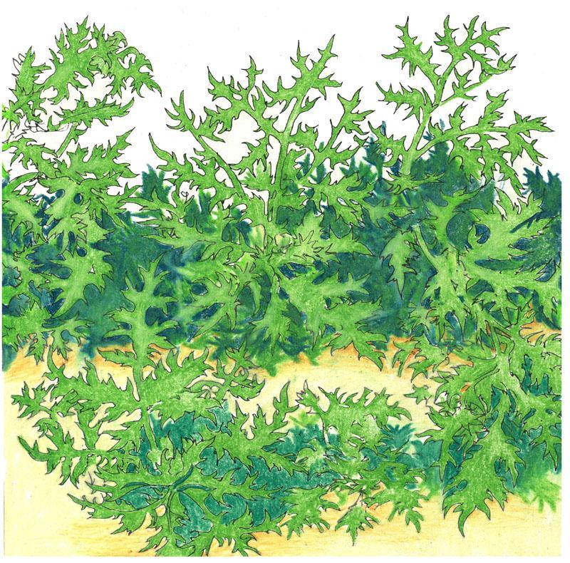 Organic Greens, Mustard Mizuna (1/4 lb)