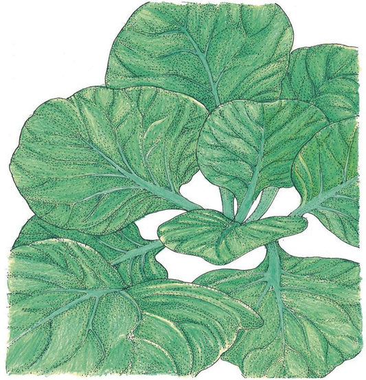 Organic Greens, Mustard Tatsoi (1/4 lb)