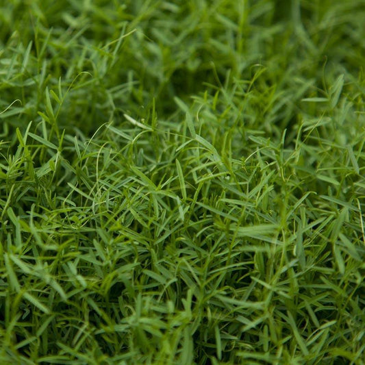 Organic Hairy Vetch - Raw Seed (lb)