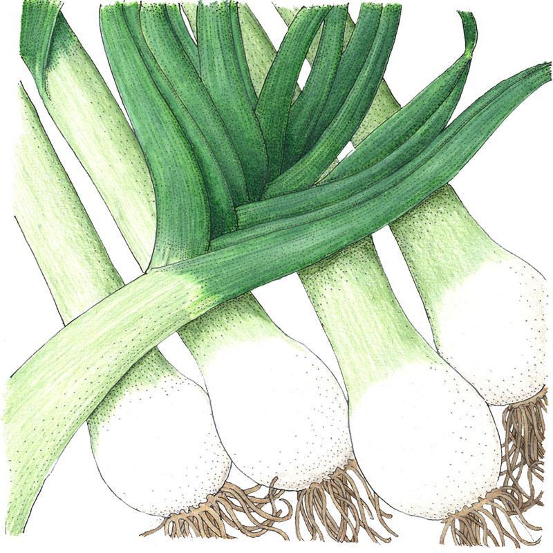 Varna Leek Seeds (Organic)