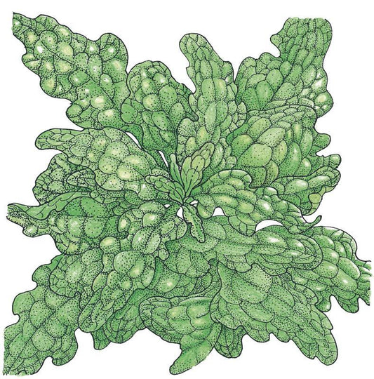 Organic Lettuce, Royal Oakleaf (1/4 lb)