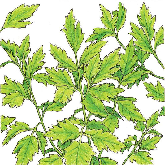 Organic Lovage (1 oz)
