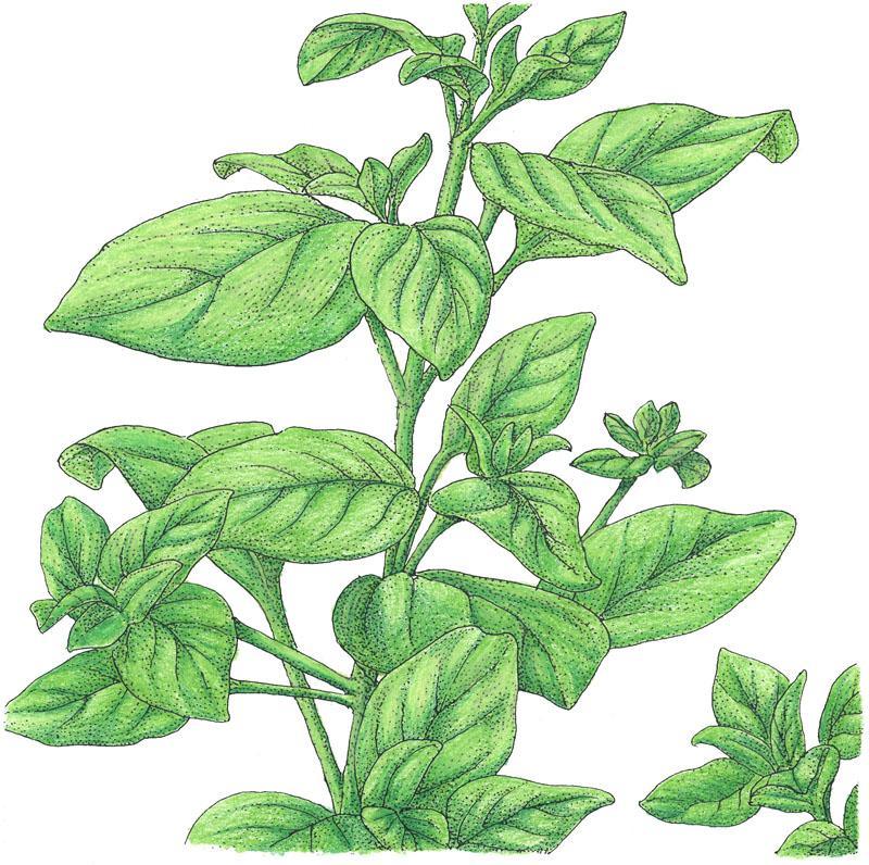 Organic Marjoram (1 oz)