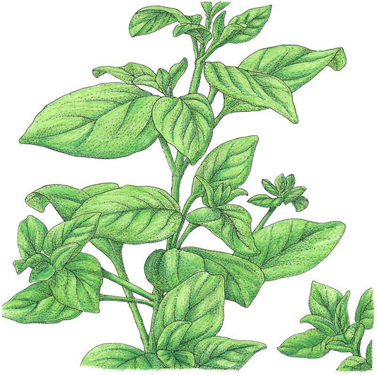 Organic Marjoram (1 oz)