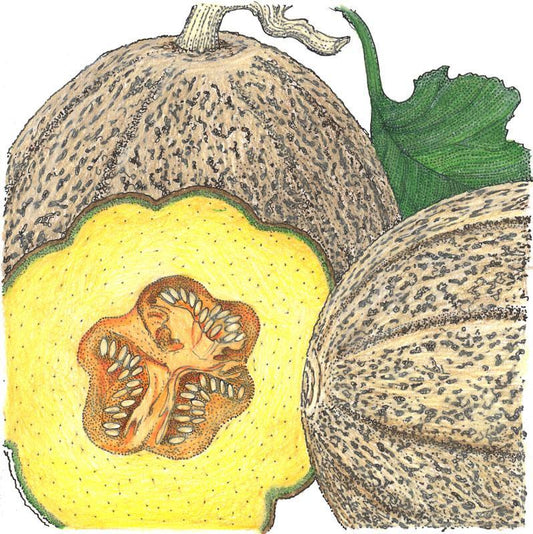 Organic Melon, Hearts of Gold (1/4 lb)