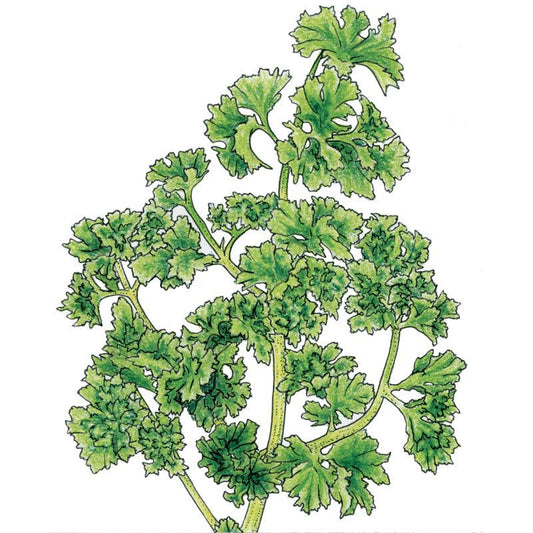 Organic Parsley, Moss Curled (1/4 lb)