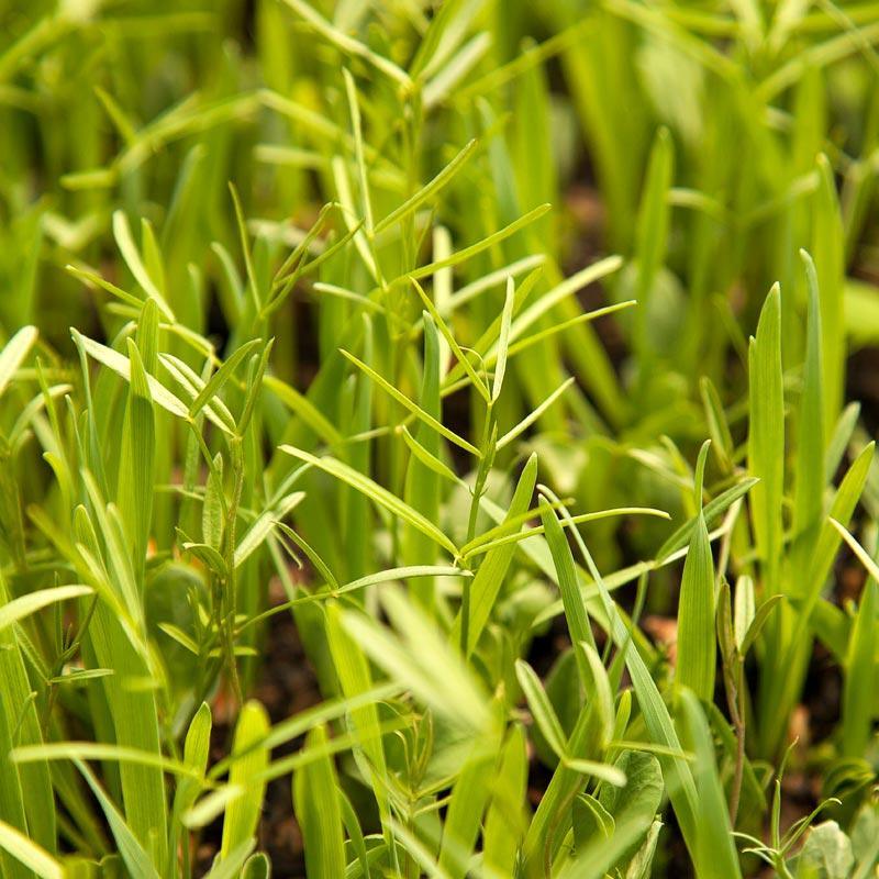 Organic Peaceful Valley Budget Soil Builder Mix - Raw Seed (lb)