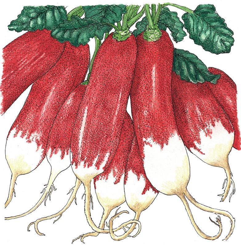 French Breakfast Radish Seeds (Organic)