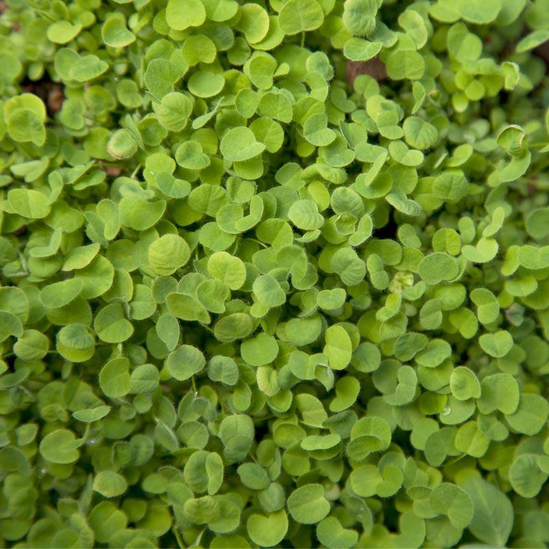 Red Clover Nitrocoated (lb)