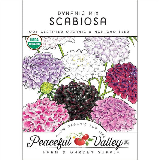 Dynamic Scabiosa Mix (Organic)