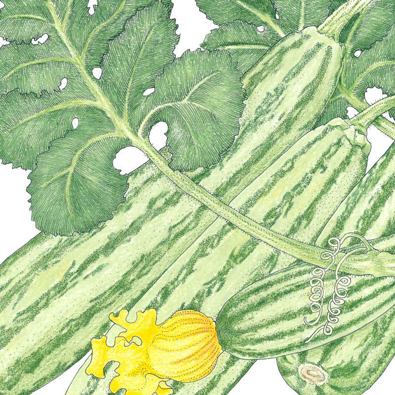 Organic Summer Squash, Cocozelle (1/4 lb)