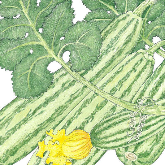 Organic Summer Squash, Cocozelle (1/4 lb)