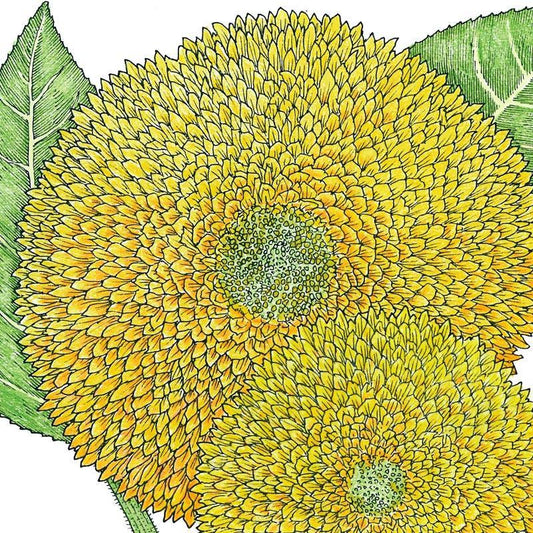 Organic Sunflower, Teddy Bear (1/4 lb)