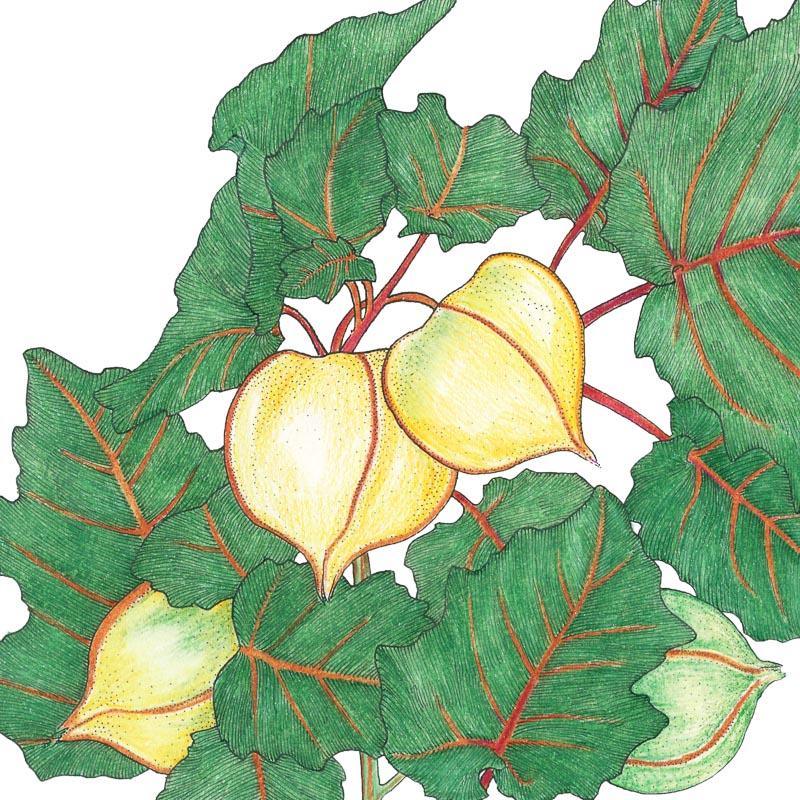 Organic Tomatillo, Pineapple (Ground Cherry) (1 oz)