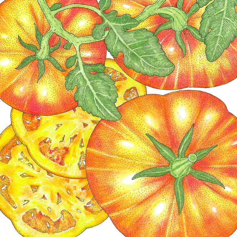 Organic Tomato, Big Rainbow (1 oz)